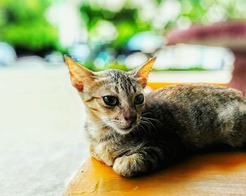 Close-up portrait of cat sitting