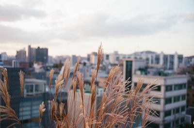 Close-up of plant against buildings in city