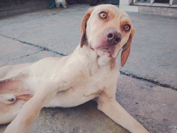 Portrait of dog sitting outdoors