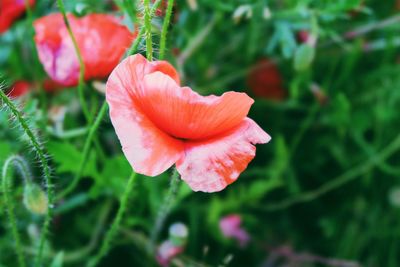 Close-up of red flowers