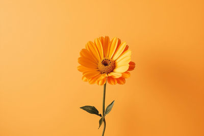 Close-up of orange flower