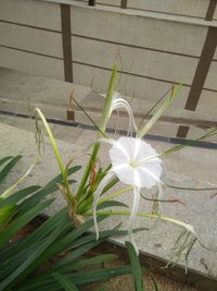 High angle view of white flowering plant