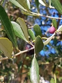 Low angle view of fruits on tree