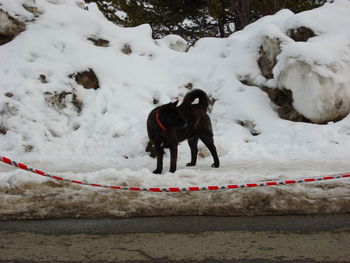 Dog on field during winter