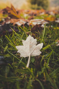 Close-up of dry maple leaves on land