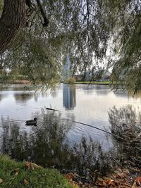 Swan swimming in lake