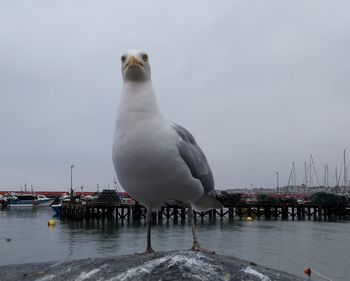 Seagull perching on a sea against sky