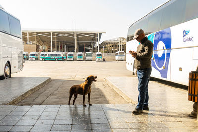 Dogs standing on street