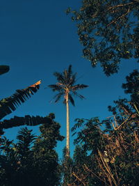 Low angle view of coconut palm trees against blue sky