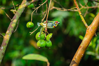 The coppersmith barbet, is an asian barbet with crimson forehead and throat,