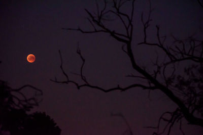 Low angle view of silhouette bare tree against sky at night