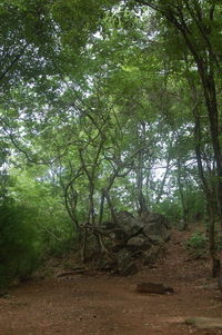 Trees in forest