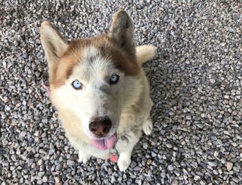 High angle portrait of dog on pebbles