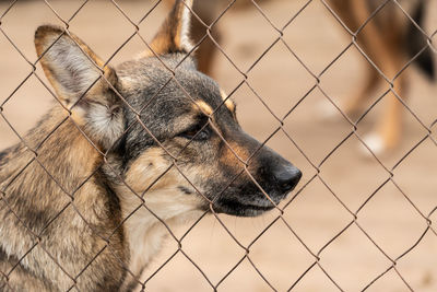 Dog looking through chainlink fence