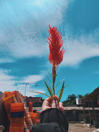 Person holding red plant against sky