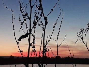 Silhouette bare tree against sky during sunset