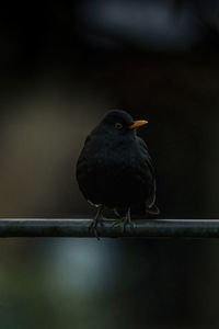 Close-up of bird perching