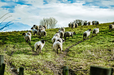 Sheep grazing on field against sky