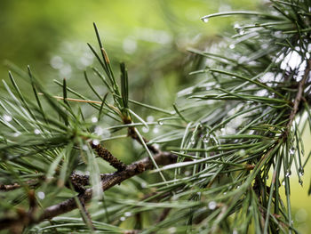 Close-up of pine tree