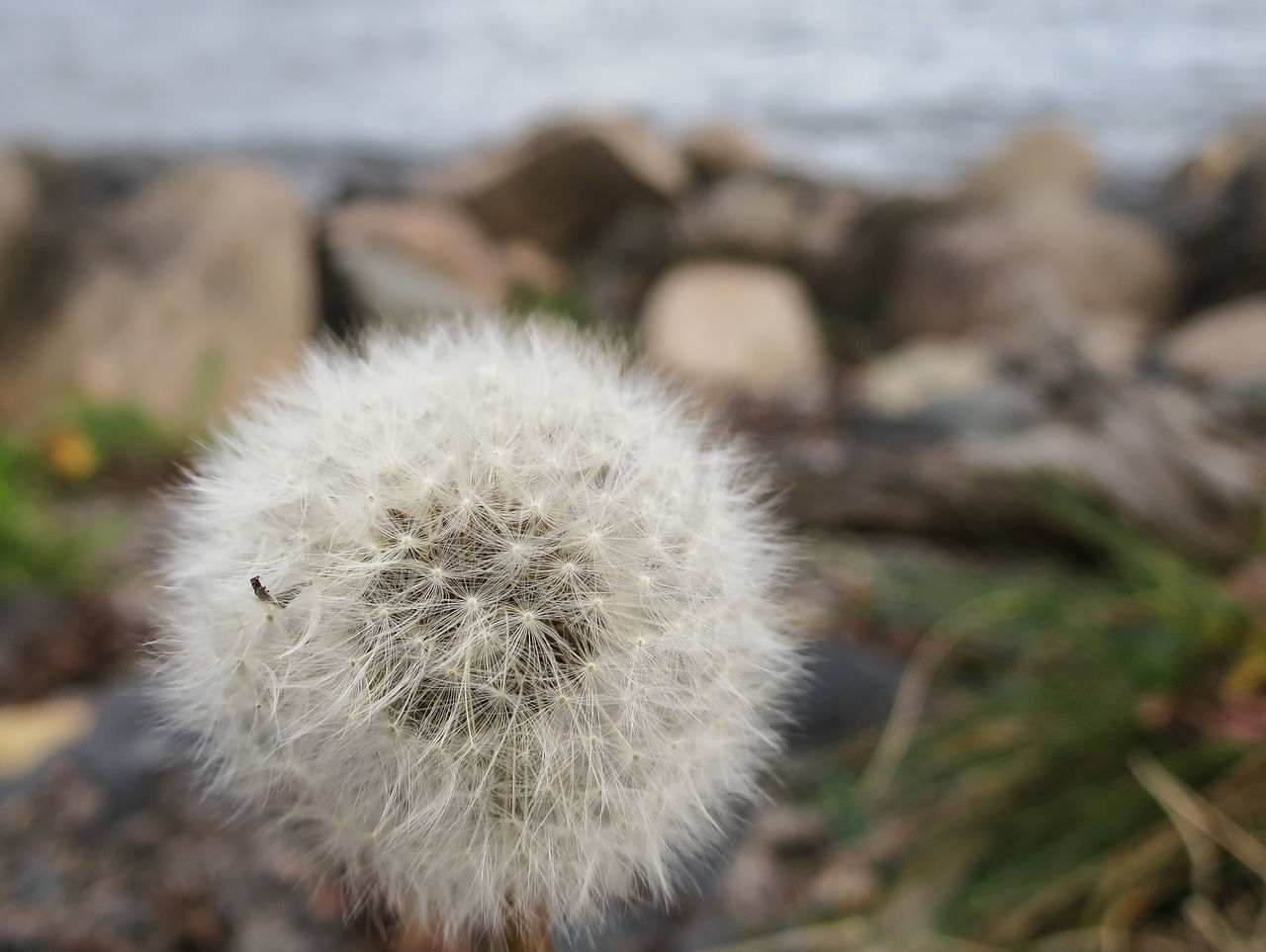 dandelion, flower, close-up, focus on foreground, fragility, growth, nature, white color, flower head, softness, beauty in nature, freshness, single flower, wildflower, selective focus, day, outdoors, plant, seed, uncultivated