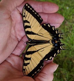 Close-up of butterfly on hand