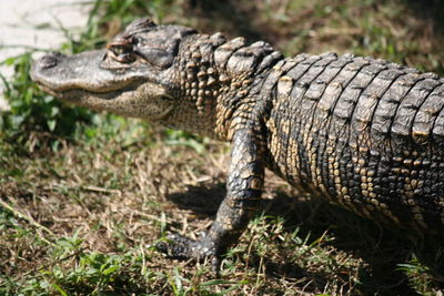 Close-up of crocodile