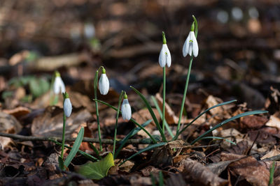 Close-up of white flowers