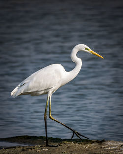 Side view of a bird on a lake