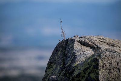 Close-up of lizard on rock