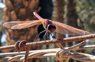 Close-up of dragonfly on metal