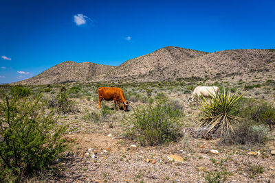 View of an animal on field