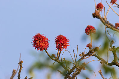 Low angle view of common coral tree against clear sky