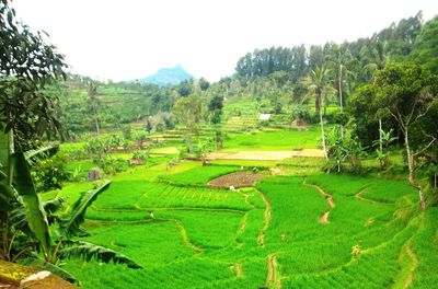 Scenic view of grassy field