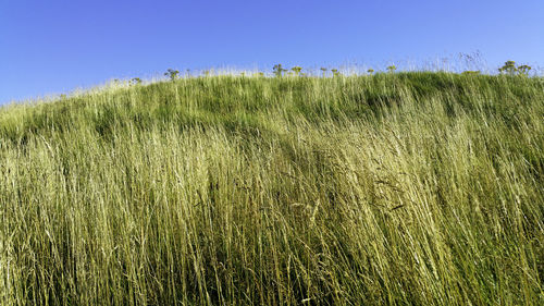 Scenic view of grassy field against clear blue sky