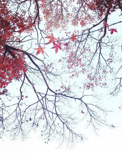 Low angle view of tree against sky