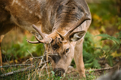 Close-up of deer grazing on field