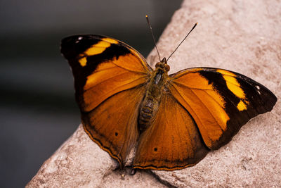 Close-up of butterfly perching on leaf