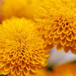 Close-up of yellow dahlia flower