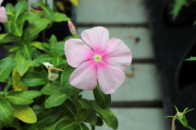 A delicate pink and white periwinkle flower