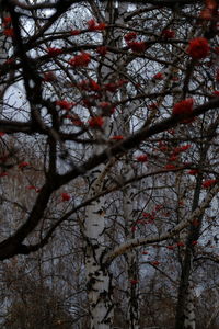 Low angle view of flower tree against sky