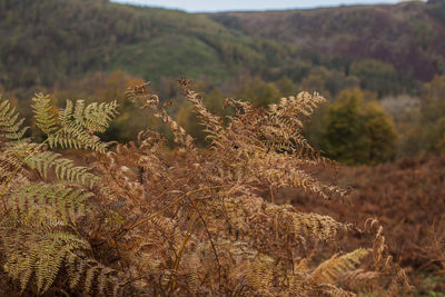 Close-up of plant on field against sky