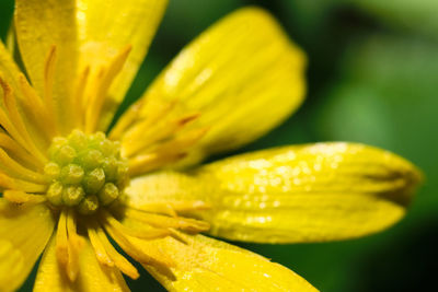 Close-up of yellow flowering plant