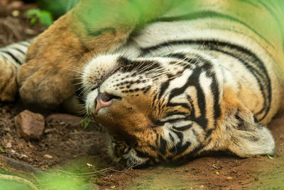 Close-up of a cat on field