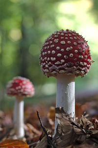 Close-up of fly two agaric mushroom