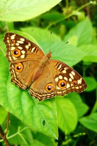 Close-up of butterfly on plant