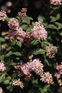 Close-up of pink flowering plants