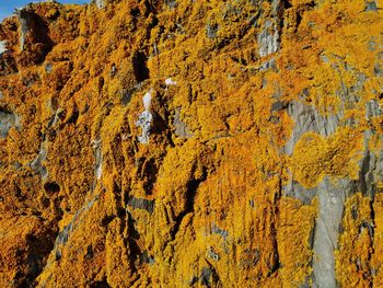Full frame shot of yellow rocky coast