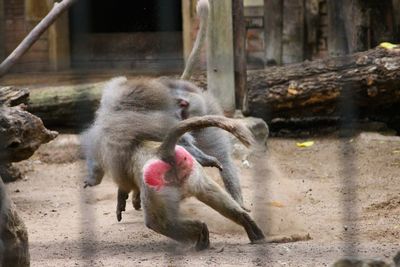 Baboons running on field in zoo