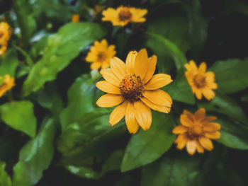 Close-up of yellow flowering plant