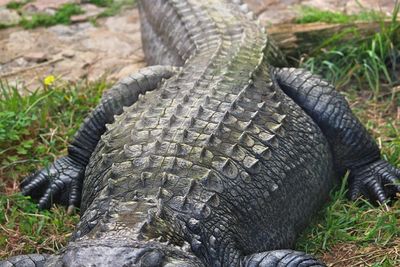 Close-up of alligator on land